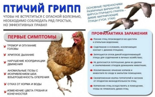 Птичий грипп